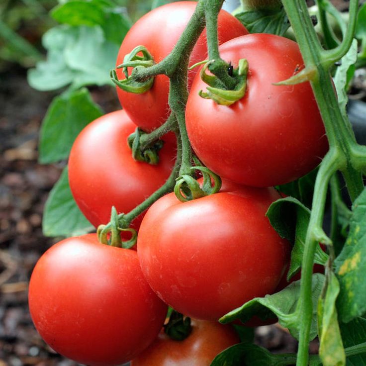 Freshly harvested tomatoes